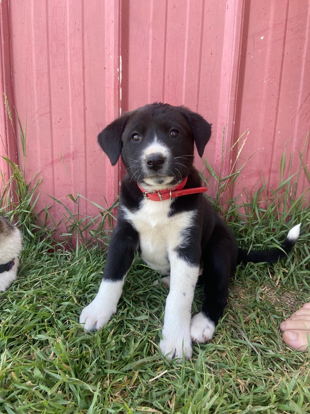 Japanese Akita cross puppies for adoption! Dogs & Puppies for