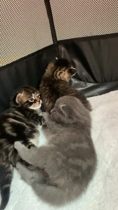 Adorable Kittens, View more