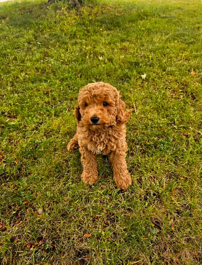 F1B Cockapoo Puppies, View more