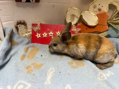 6 Rex and 1 Holland Loop  dwarf bunnies, View more