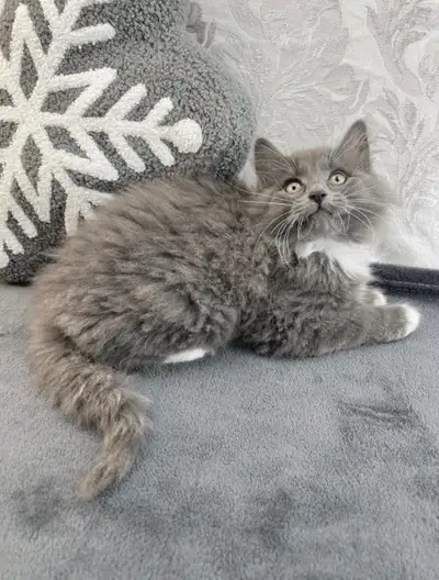 Bubbly Maine Coon Kitten, View more