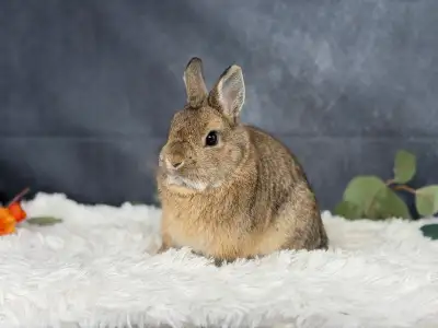 Neutered Netherland dwarf, View more