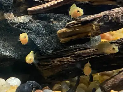 YELLOW LAB CICHLIDS $75 - Pickering , View more