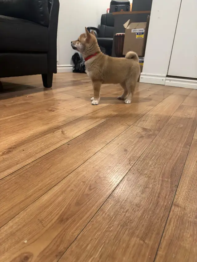 Shiba inu pure race pur bred in Dogs & Puppies for Rehoming in City of Montréal - Image 10