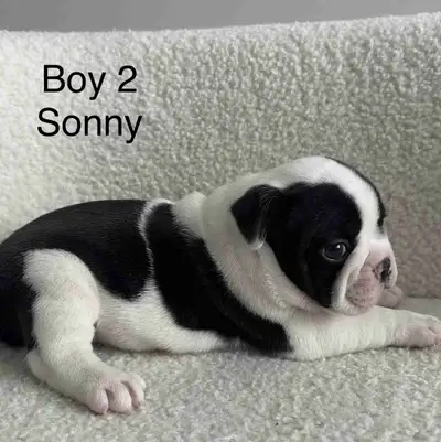 F1B Frenchtons *3 PUPPIES LEFT!, View more