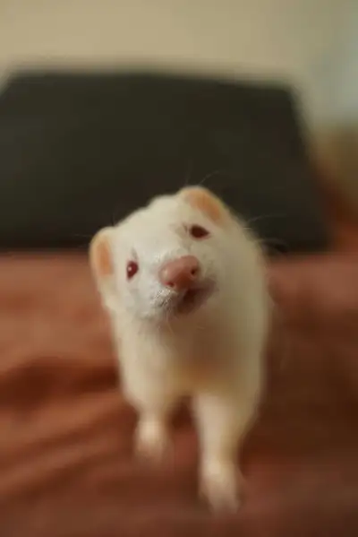 looking for a ferret!, View more