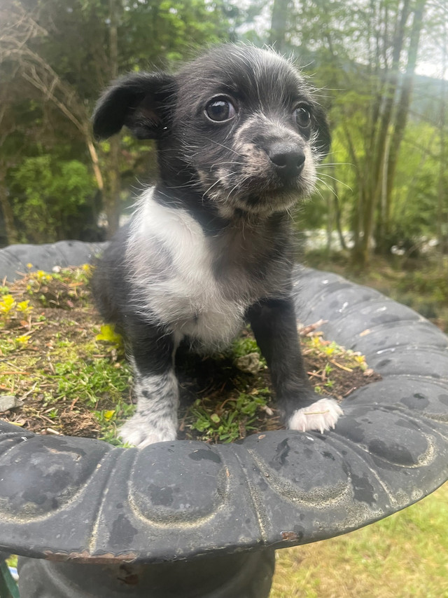 Super cute Chi -Weenie-Pom boy  in Dogs & Puppies for Rehoming in Cowichan Valley / Duncan