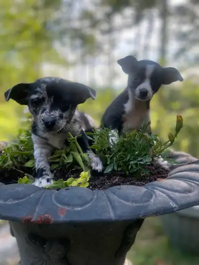 beautiful Chi-Weenie   pups, View more