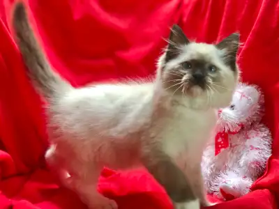 RAGDOLL KITTENS -Purebred, View more