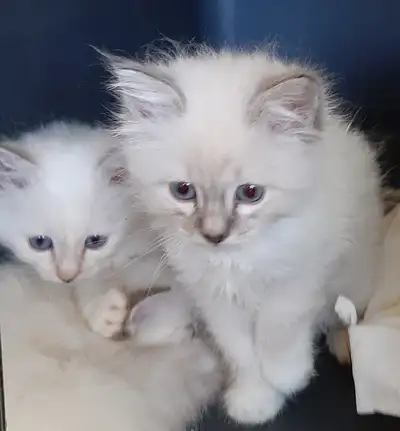 RARE Purebred Birman kittens, View more