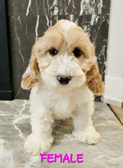 Beautiful Cockapoo Puppies for Sale, View more
