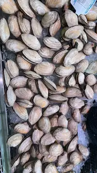Clam harvesting licence for sale