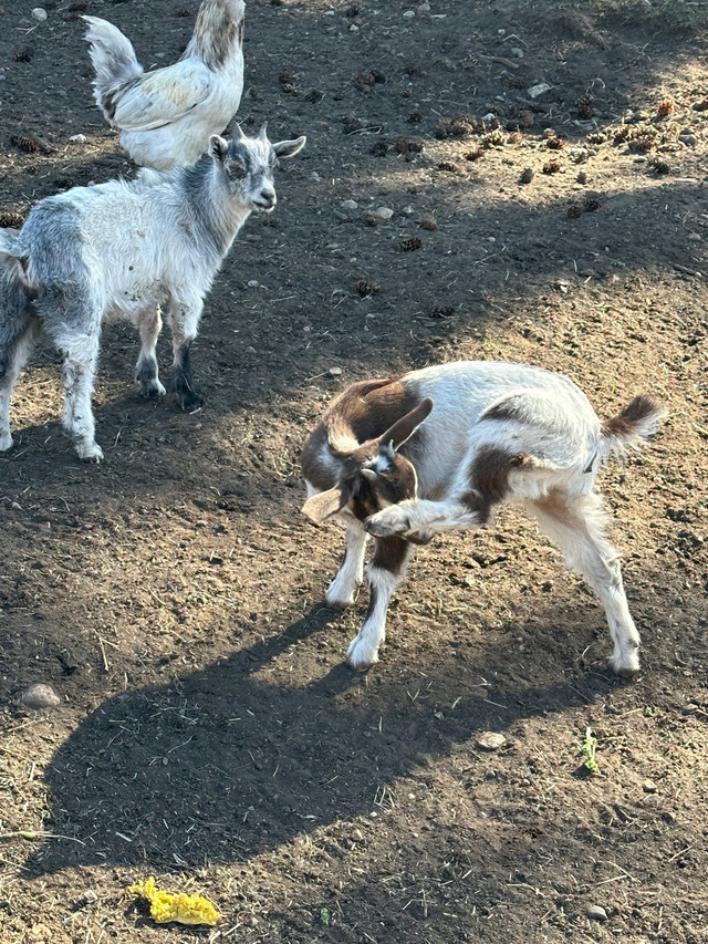 Pigmy goats  in Livestock in Vernon - Image 4