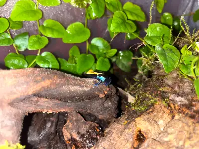 DENDROBATES TINCTORIUS ROBERTUS froglets, 3 available. Beautiful colouration so far for being so you...