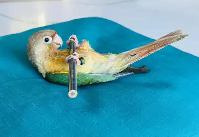 super friendly and handtame conures, View more
