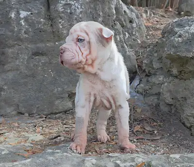 Rare & Exotic Shar-Pei Puppies, View more
