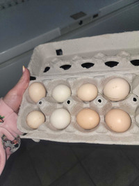 Silkie / serama hatching eggs!