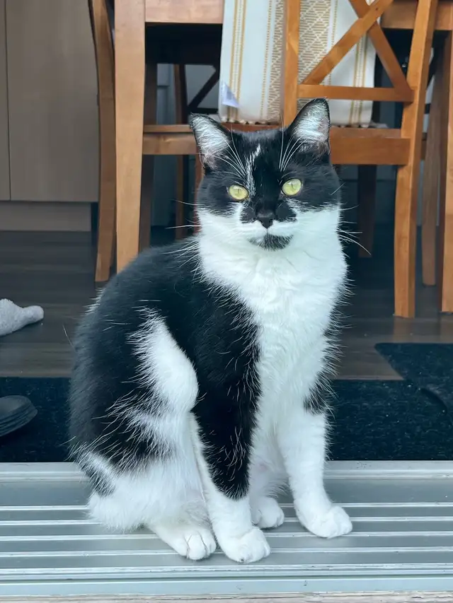 Chatte de 3 ans  in Cats & Kittens for Rehoming in Saint-Jean-sur-Richelieu - Image 7