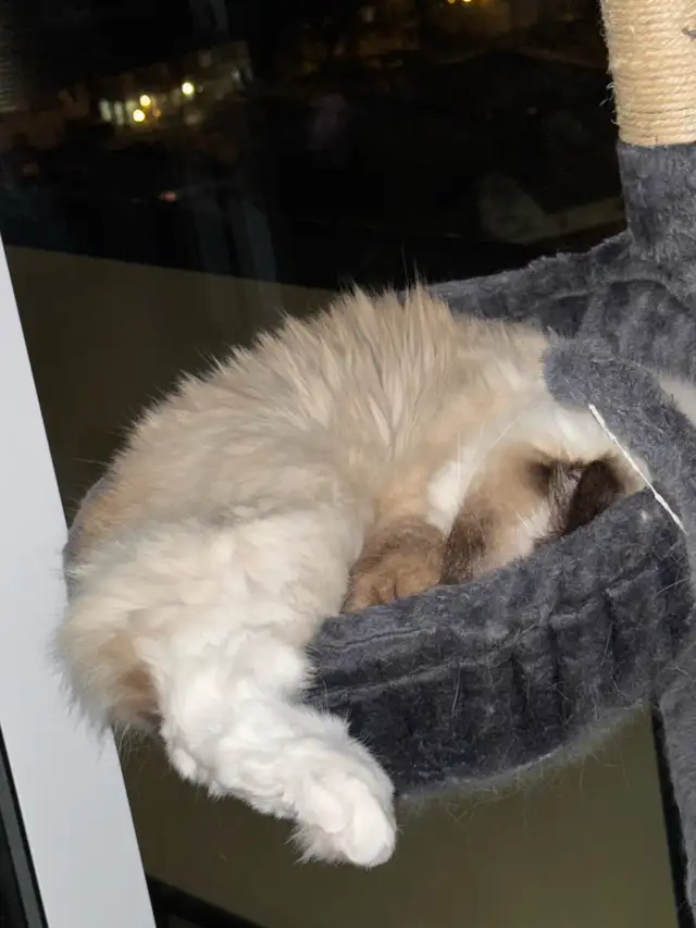 3 Year Old Male Ragdoll for Rehoming