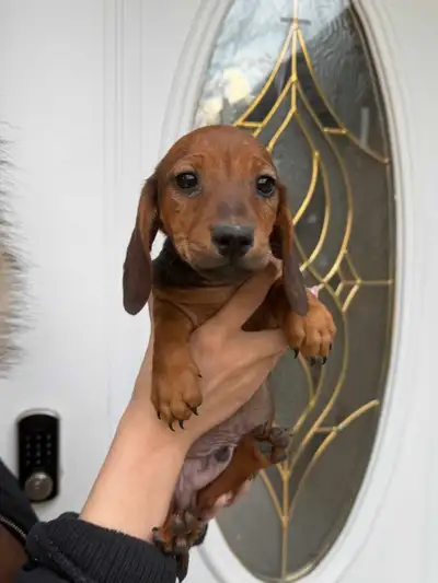 Short Hair Miniature Dachshund Puppies, View more