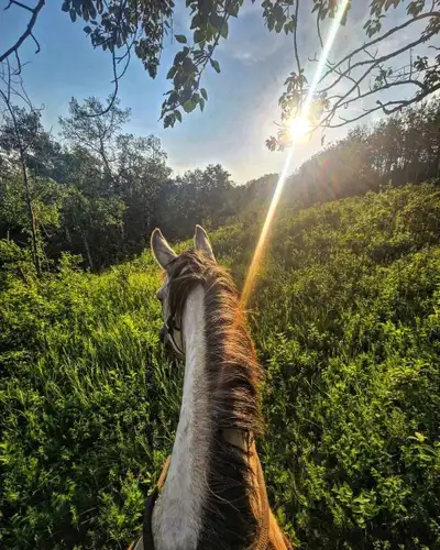 HORSE BOARD, View more