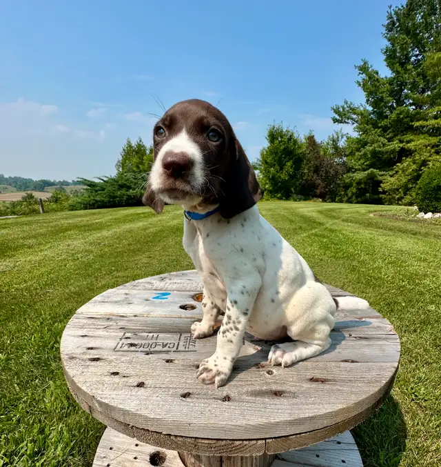 German Shorthair Pointer Puppies in Dogs & Puppies for Rehoming in London - Image 5