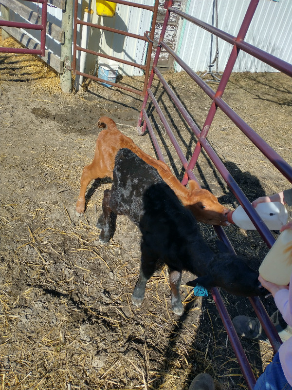 Bottle Calves for sale Livestock Regina Kijiji