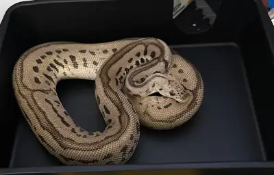 NO LOWBALLERS!! Price is somewhat negotiable. Female pastel Batman ball python for rehoming/ trade R...