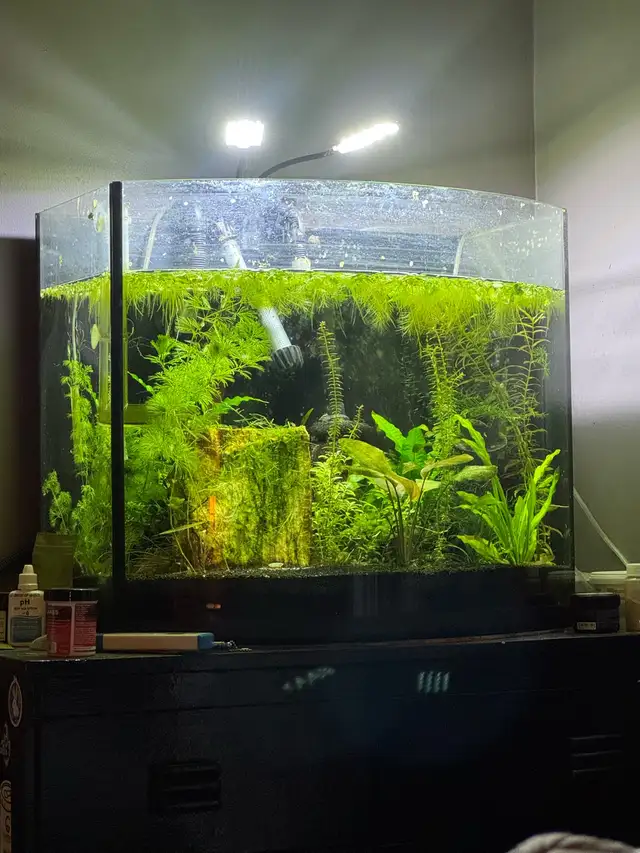 26gallon  in Fish for Rehoming in Moncton - Image 4
