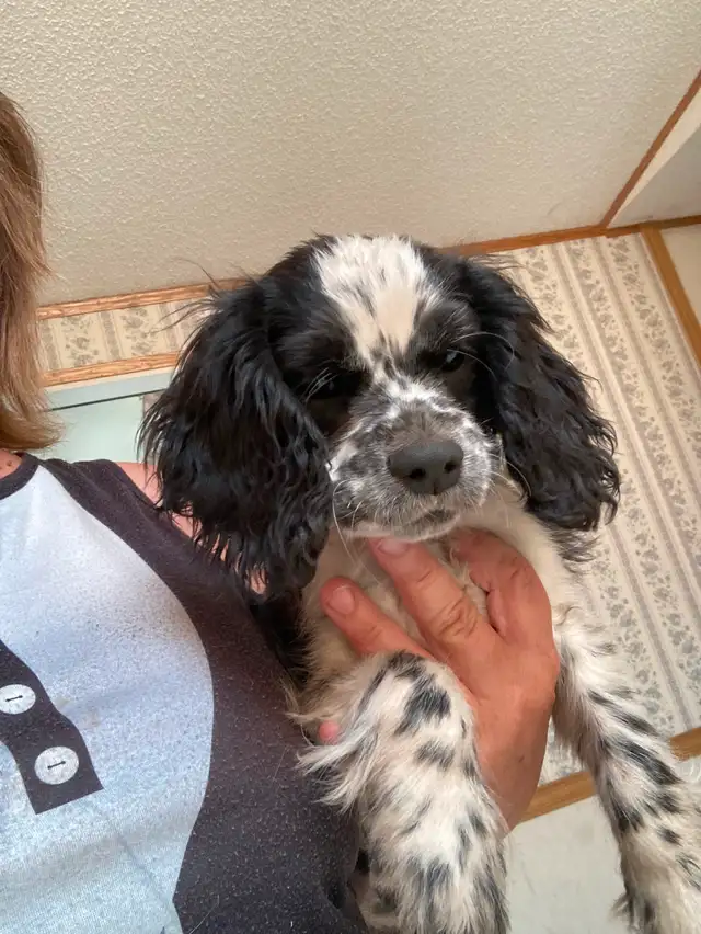 Cocker Spaniel puppies in Dogs & Puppies for Rehoming in Edmonton - Image 12