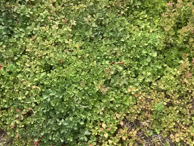 ground cover - sedum63654758869891120