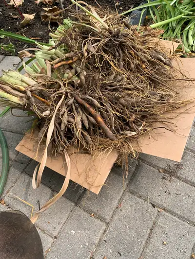 FREE Day Lilly Bulbs, View more