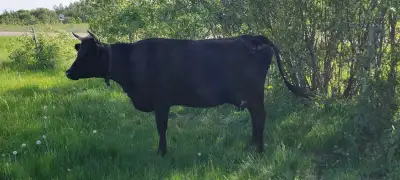 25% jersey 25 % Holsein 50% black Angus, produces 26 liters a day, she just had first calf in March,...