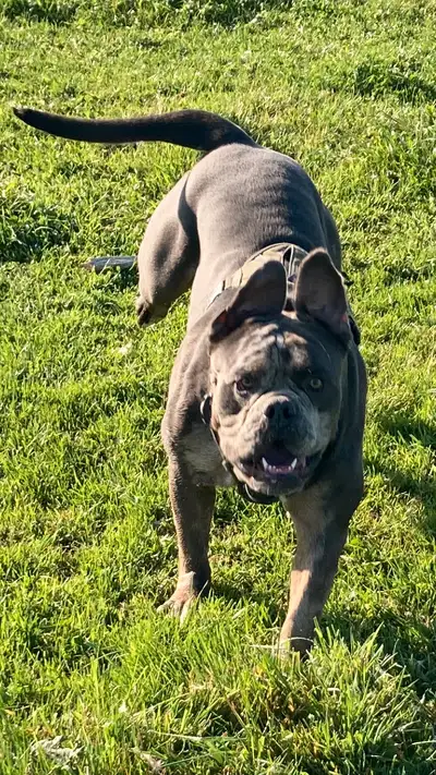 English Bulldog “Oscar” is looking for his new fur ever home. This beautiful boy is 3 years old and...