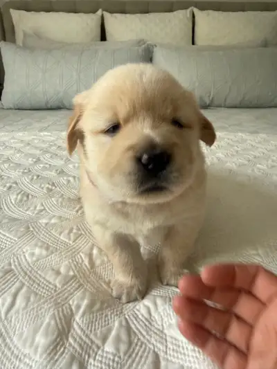 Rare Golden Chow Puppies, View more