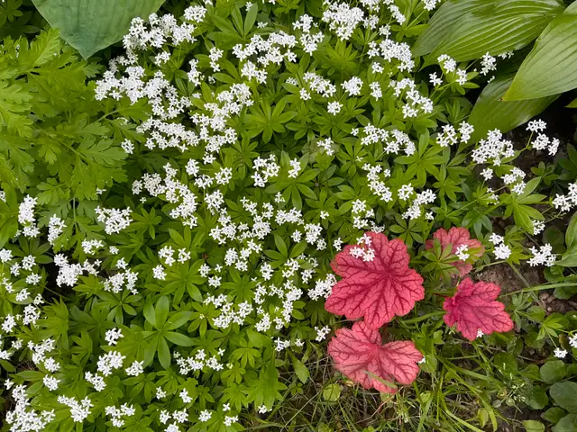 SWEET WOODRUFF-Naturalize Perennial,Scented Blooming Groundcover in Plants, Fertilizer & Soil in City of Toronto - Image 4