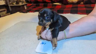 Four of 5 cute, huggable Dachshund puppies for sale. They are the cutest, little sweethearts and wou...
