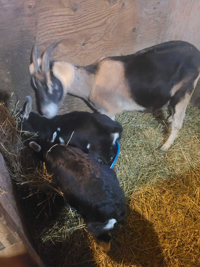 Milk Goats For Sale  in Livestock in Barrie - Image 4