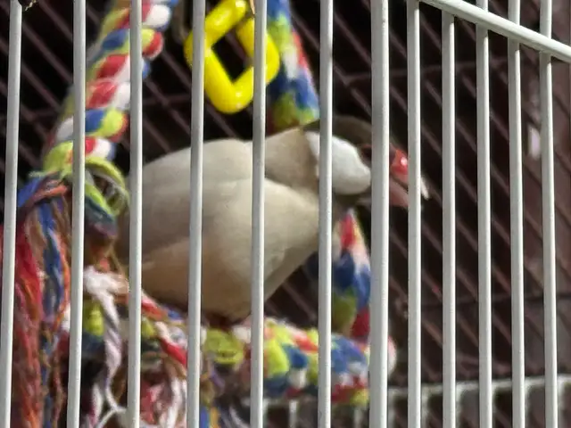 Male java finch ( proven) in Birds for Rehoming in Ottawa - Image 2