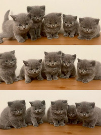 Purebred Blue British Shorthair kittens ARE Ready for a