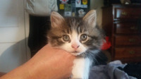 Maine coon and persian mix kittens for sale