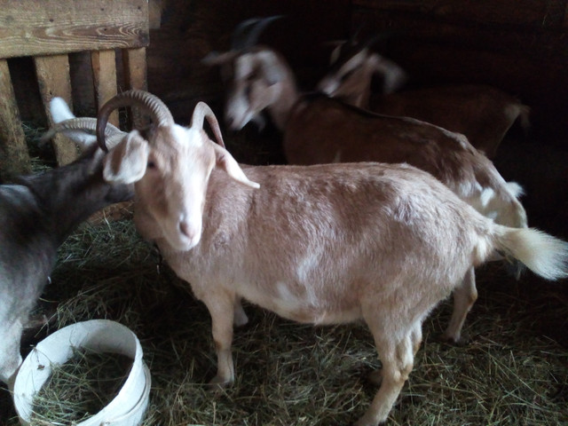 Young Goats in Livestock in Sudbury - Image 4