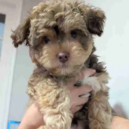 Morkiepoo Puppies in Dogs & Puppies for Rehoming in Oshawa / Durham Region - Image 3