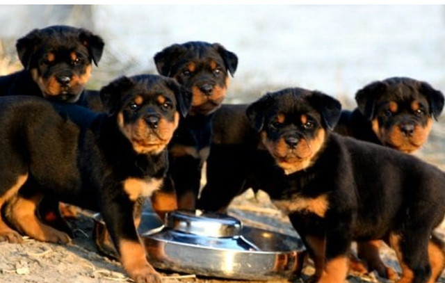Looking for Rottweiler or English Mastiff in Dogs & Puppies for Rehoming in Winnipeg