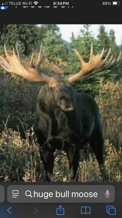 Looking to trade hunts. Yukon and Alberta, View more