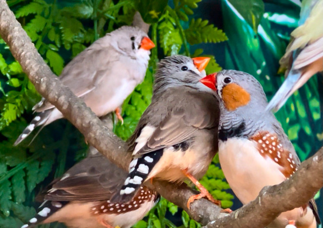 Zebra Finches in Birds for Rehoming in City of Halifax