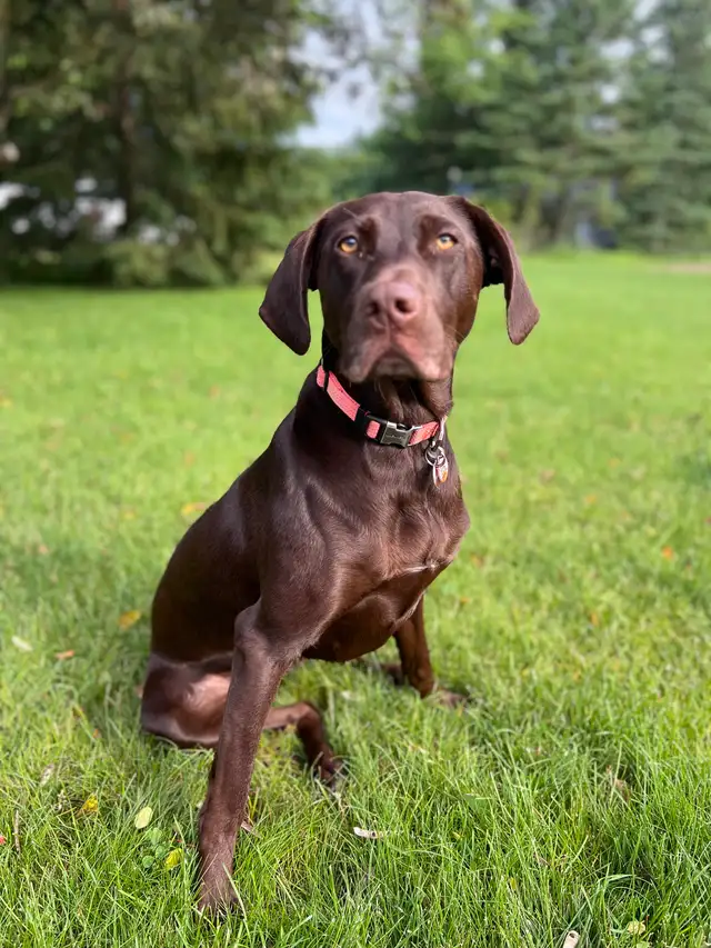 ALL SOLD - Lab X GSP puppies, ready October 9 | Dogs & Puppies for ...