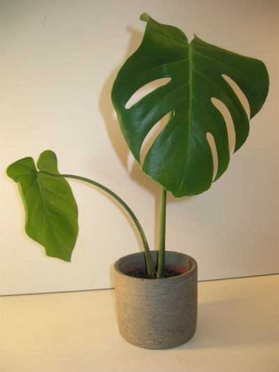 Live Monstera Plant in Clay Hanging Cover Pot, View more