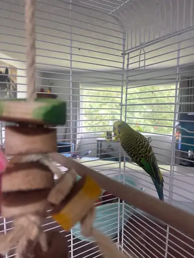 two 1 year old paired budgies, View more