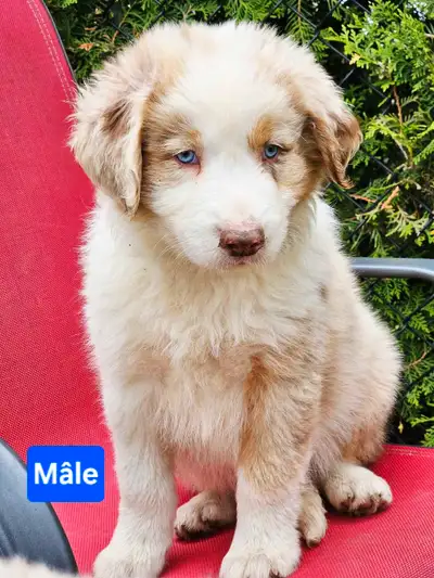 Bonjour, j'ai de beaux chiots qui se chercheront une nouvelle famille. Très bon chien de famille ave...